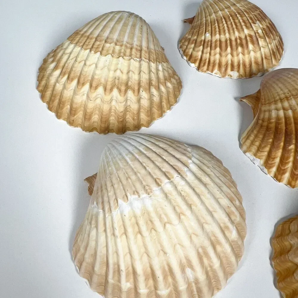 Lot of 6 Seashells Clam Shell Medium 3” Ocean Theme Home Decor